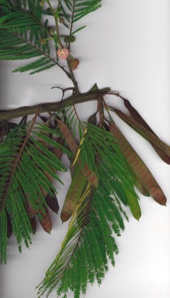 Leucaena diversifiolia Ipil-ipil
