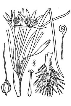 Leucocrinum montanum Sand Lily, Common starlily