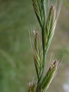 Leymus triticoides Squaw Grass, Beardless wildrye