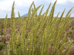 Leymus cinereus Basin Wildrye
