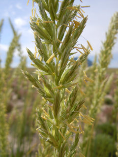 Leymus cinereus Basin Wildrye