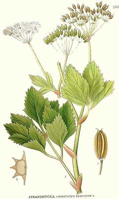 Ligusticum scoticum Scottish Lovage, Scottish licorice-root, Hulten