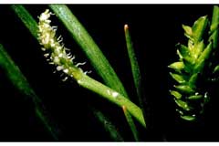 Lilaea scilloides Awl-leaf lilaea