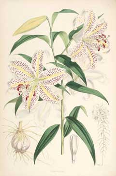 Lilium auratum Golden-Rayed Lily
