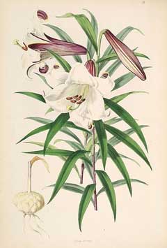 Lilium brownii Hong Kong Lily