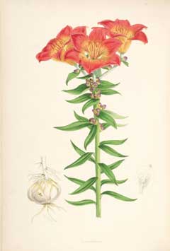 Lilium bulbiferum Fire Lily, Orange lily