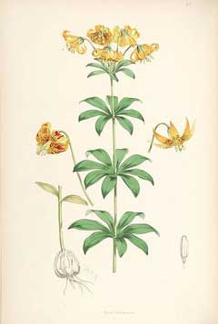 Lilium columbianum Columbia Tiger Lily, Columbia lily, Oregon Lily,  Tiger Lily