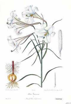Lilium formosanum Formosa lily