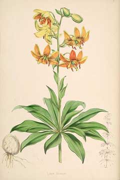 Lilium hansonii 