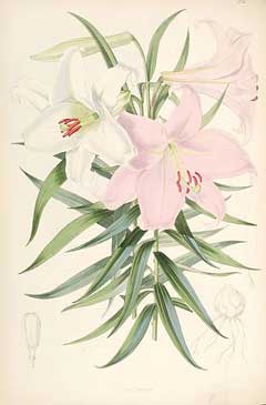 Lilium japonicum Bamboo Lily
