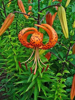 Lilium lancifolium Tiger Lily, Devil Lily