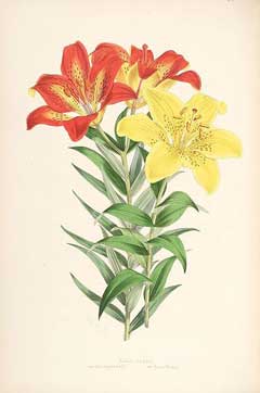 Lilium maculatum 