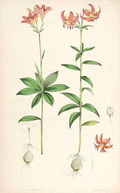 Lilium medeoloides 
