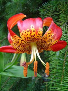 Lilium pardalinum Panther Lily, Leopard lily, Pitkin Marsh lily, Vollmer