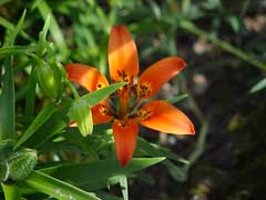 Lilium philadelphicum Wood Lily