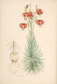 Lilium pomponium 