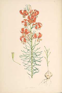 Lilium pumilum Coral Lily