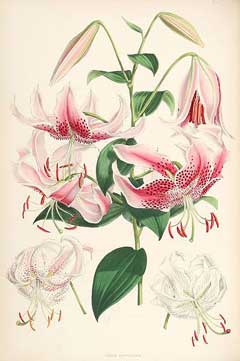 Lilium speciosum Oriental Lily