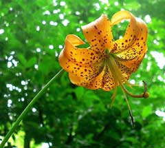 Lilium superbum Swamp Lily, 	Turk