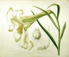 Lilium wallichianum 