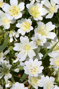 Limnanthes alba Meadowfoam, White meadowfoam