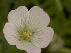 Limnanthes alba Meadowfoam, White meadowfoam