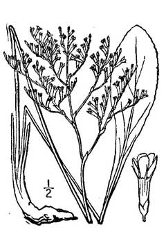 Limonium carolinianum Sea Lavender, Lavender thrift
