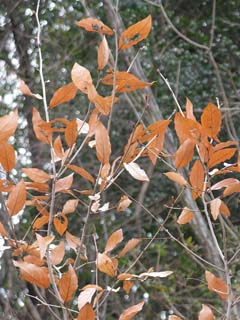 Lindera glauca Grayblue Spicebush