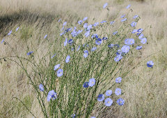 Linum lewisii Western Blue Flax