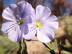 Linum lewisii Western Blue Flax