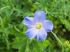 Linum perenne Perennial Flax, Blue flax,  Alpine flax