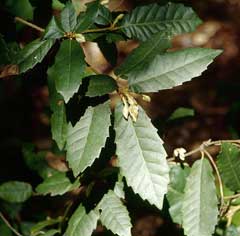 Lithocarpus densiflorus Tanbark Oak