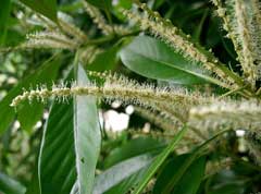Lithocarpus edulis 