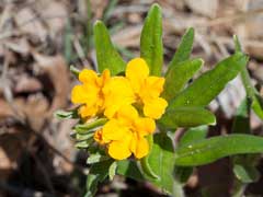 Lithospermum canescens Paint Indian, Hoary puccoon