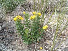 Lithospermum caroliniense Hairy Puccoon, Carolina puccoon