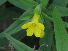Lithospermum multiflorum Manyflowered Gromwell, Manyflowered stoneseed