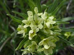 Lithospermum ruderale Western Gromwell, Western Stoneseed