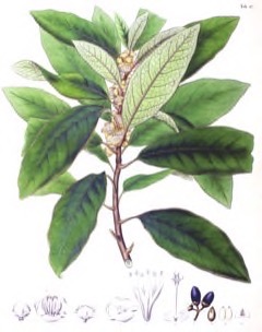 Litsea calophylla Tagutugan