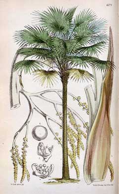 Livistona australis Cabbage Palm, Australian Palm, Gippsland Palm