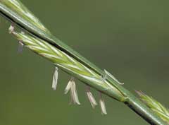 Lolium perenne Perennial Ryegrass, Italian ryegrass, Darnel, Lyme Grass, Terrell Grass, English Ryegrass, Strand Wh