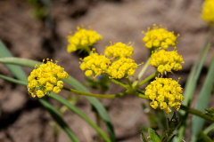 Lomatium bicolor Wasatch springparsley Lomatium bicolor Wasatch springparsley