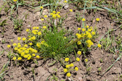 Lomatium bicolor Wasatch springparsley Lomatium bicolor Wasatch springparsley