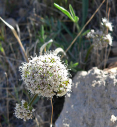 Lomatium nevadense Nevada biscuitroot Lomatium nevadense Nevada biscuitroot