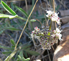 Lomatium nevadense Nevada biscuitroot Lomatium nevadense Nevada biscuitroot