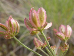 Lomatium simplex Simple Biscuitroot Lomatium simplex Simple Biscuitroot