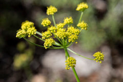 Lomatium simplex Simple Biscuitroot Lomatium simplex Simple Biscuitroot