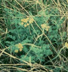 Lomatium foeniculaceum Desert Biscuitroot, Inyo biscuitroot, Macdougal