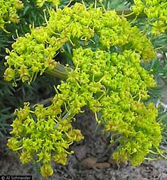 Lomatium grayi Biscuitroot,  Gray