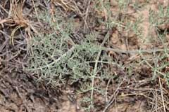 Lomatium macrocarpum Bigseed Biscuitroot
