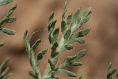 Lomatium macrocarpum Bigseed Biscuitroot